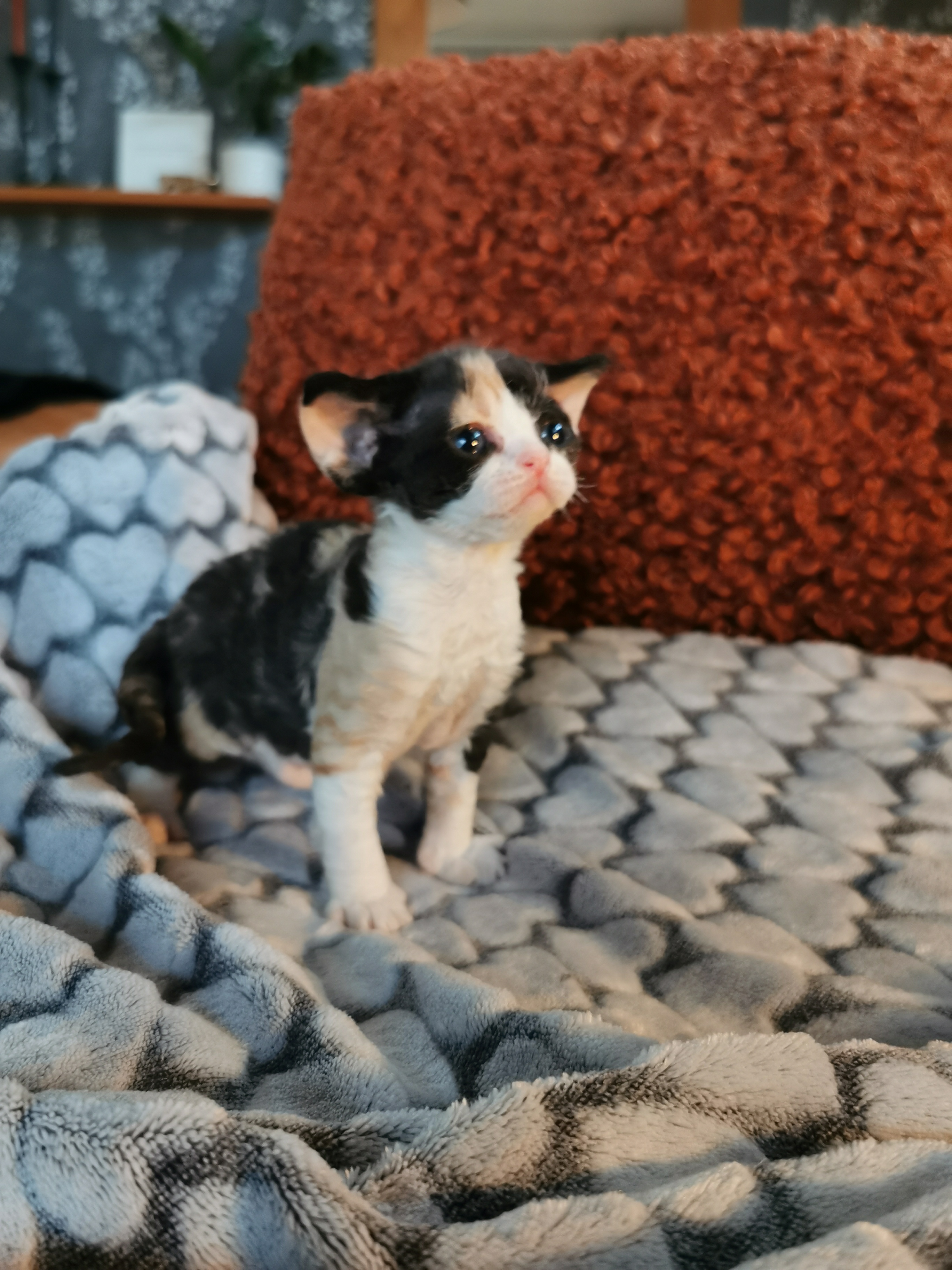 La Belle Epoque 3 veckor